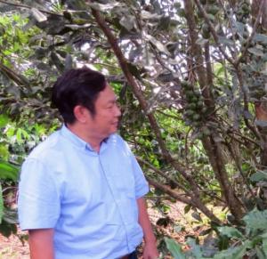 Sau 5 năm nhìn lại sư phát triển của cây mắc ca ở Việt Nam